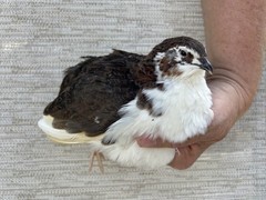 60+ Fertile Jumbo Multi Color Coturnix Quail Hatching Eggs