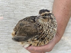 60++ Fertile Jumbo Multi Color Coturnix Quail Hatching Eggs