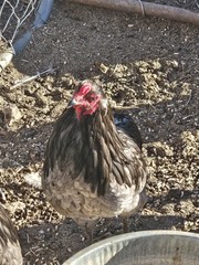 ARAUCANA FERTILE EGGS 12 + Standard size BLUE BLACK SPLASH