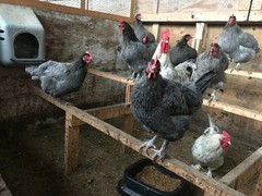 10++ Copper Free Blue and Splash Marans Hatching Eggs