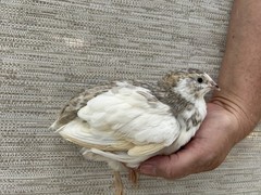 100 ++ Fertile Jumbo Multi Color Coturnix Quail Hatching Eggs