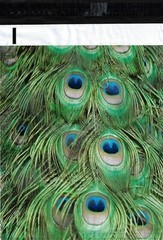 100 10×13 Peacock Feathers Designer Poly Mailers Envelopes Boutique Custom Bags