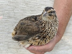 24+++ Fertile Jumbo Multi Color Coturnix Quail Hatching Eggs