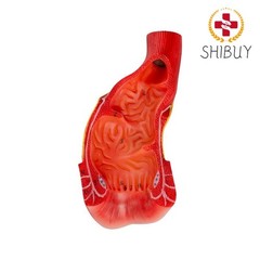 Anus Rectum and Anal Canal Human Medical Anatomy Teaching Model Display