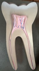Vintage Education Resin Tooth Model Dental Human Body Bone Modern Cross-Section