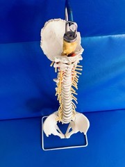 Vintage SOMSO Flexible Human Spine Model with Pelvis – Made in West Germany