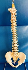 Vintage SOMSO Flexible Human Spine Model with Pelvis – Made in West Germany