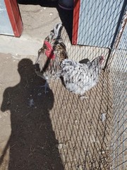 6+ Blue Splash English Orpington show quality hatching eggs