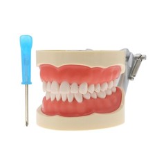 Kilgore NISSIN Compatible Dental Models & Teeth Set M6001-1, M6027, M8011, M8024