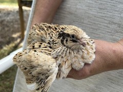 60++ Fertile Jumbo Multi Color Coturnix Quail Hatching Eggs