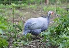 10++ NPIP Guinea Hen Hatching Eggs – Assorted Colors – Read Description