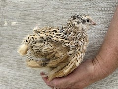 60+ Fertile Jumbo Multi Color Coturnix Quail Hatching Eggs