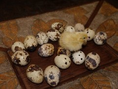 120 Jumbo White X Texas A&M coturnix Quail Hatching eggs HEATED Shipping