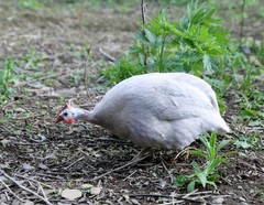 10++ NPIP Guinea Hen Hatching Eggs – Assorted Colors – Read Description