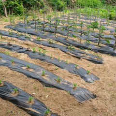 Vapor Barrier Supply – Poly Cover Black Polyethylene Plastic Sheeting