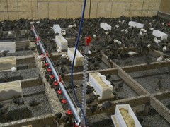 33+ KINGsBROWN XL. JUMBO brown coturnix quail hatching eggs,