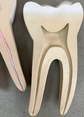 Vintage Education Resin Tooth Model Dental Human Body Bone Modern Cross-Section