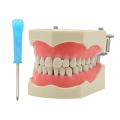 Kilgore NISSIN Compatible Dental Models & Teeth Set M6001-1, M6027, M8011, M8024