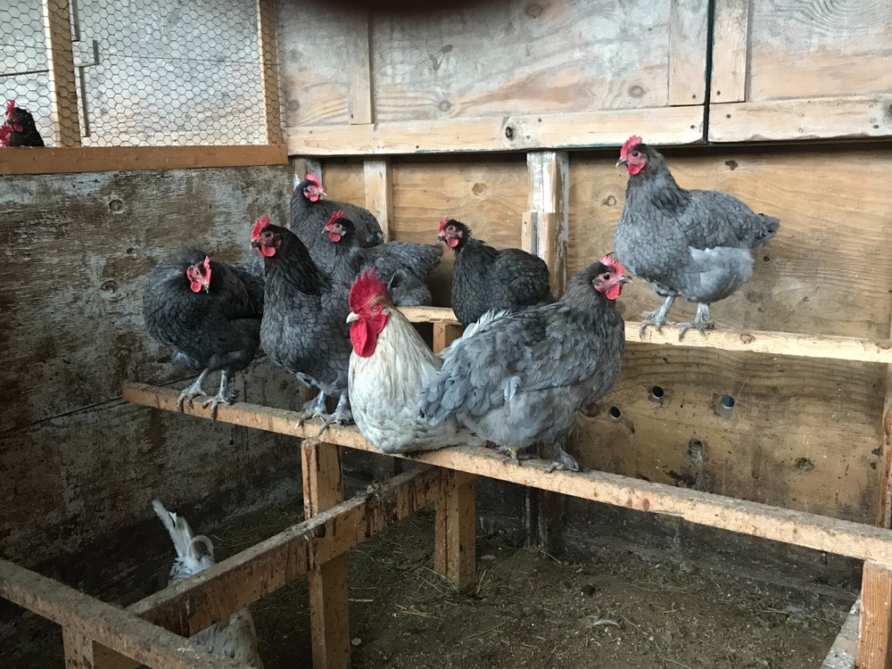 10++ Copper Free Blue and Splash Marans Hatching Eggs