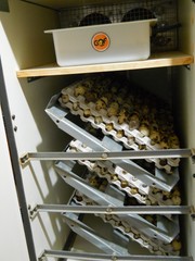 33+ KINGsBROWN XL. JUMBO brown coturnix quail hatching eggs,