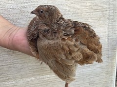 24+++ Fertile Jumbo Multi Color Coturnix Quail Hatching Eggs