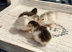 10++ NPIP Guinea Hen Hatching Eggs – Assorted Colors – Read Description