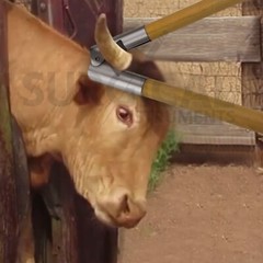Calf Dehorner 13″ Horn Cutter with wooden handle Veterinary German Grade