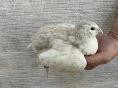 60+ Fertile Jumbo Multi Color Coturnix Quail Hatching Eggs