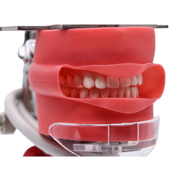 Simple Head Model Dental Simulator Phantom Manikin with Teeth for Dentist Teach