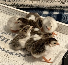 10++ NPIP Guinea Hen Hatching Eggs – Assorted Colors – Read Description