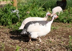 10++ NPIP Guinea Hen Hatching Eggs – Assorted Colors – Read Description