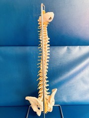 Vintage SOMSO Flexible Human Spine Model with Pelvis – Made in West Germany
