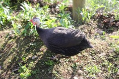 10++ NPIP Guinea Hen Hatching Eggs – Assorted Colors – Read Description