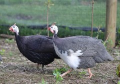 10++ NPIP Guinea Hen Hatching Eggs – Assorted Colors – Read Description