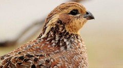 15+ Gun Dog Bob White Quail Hatching Eggs NPIP AI Free