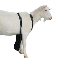 Urine Scald & Odor Control OLOR Buck Apron™ with Harness – Goats/Sheep XL REG