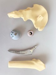 Artificial 1:1 Size Hip Joint Replacement Medical Anatomical Skeleton Model