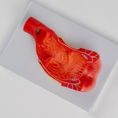 Anus Rectum And Anal Canal Human Medical Anatomy Teaching Model