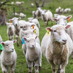 400 Pcs Livestock Ear Tags for Sheep Goat Cattle 001-100 Number Plastic Sheep Ea
