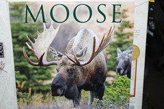 Willow Creek Moose 2026 12″ x 12″ Wall Calendar
