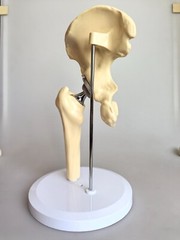 Artificial 1:1 Size Hip Joint Replacement Medical Anatomical Skeleton Model