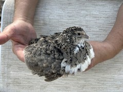 60+ Fertile Jumbo Multi Color Coturnix Quail Hatching Eggs