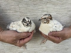 60+ Fertile Jumbo Multi Color Coturnix Quail Hatching Eggs