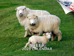 Sheep Calendar 2025 12×18 Made in USA