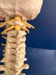 Vintage SOMSO Flexible Human Spine Model with Pelvis – Made in West Germany