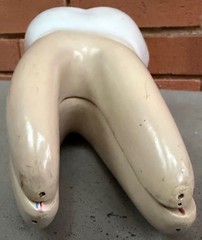 Vintage Education Resin Tooth Model Dental Human Body Bone Modern Cross-Section
