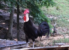 12 LF White Face Black Spanish Eggs Imported from Spain