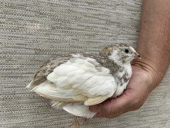 60+ Fertile Jumbo Multi Color Coturnix Quail Hatching Eggs