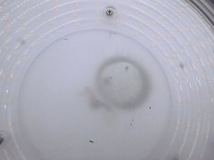 UFO LED High Bay Light 250W AC100-277V 50/60HZ With Motion Sensor