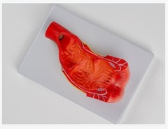 Anus Rectum And Anal Canal Human Medical Anatomy Teaching Model